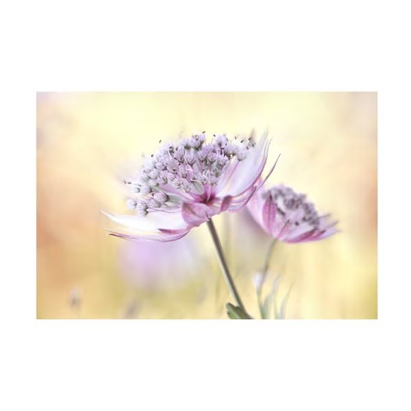 Mandy Disher 'Pink Astrantia' Canvas Art, 22x32, Trademark Fine Art, Mfr#: 1X13507-C2232GG
